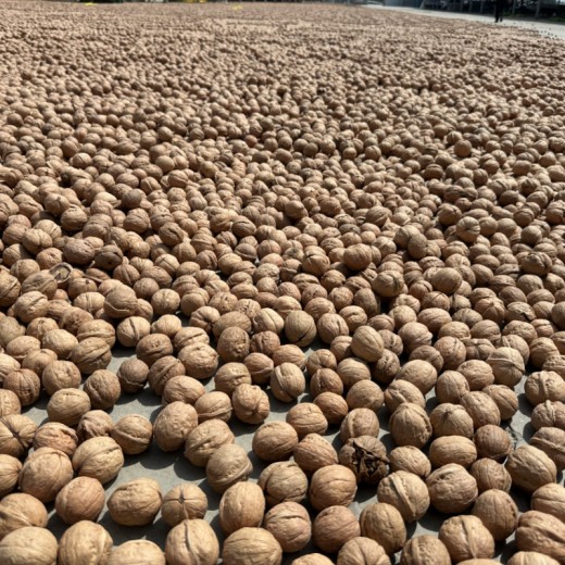 Xinjiang Premium Walnuts – Thin Shell, High Kernel Yield